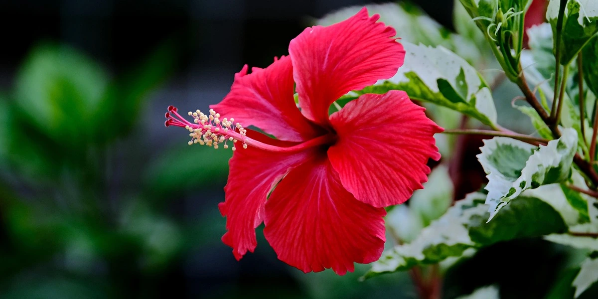 Hibiscus Flower Health Benefits